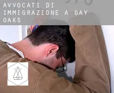Avvocati di immigrazione a Gay Oaks